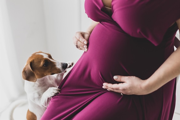 servizio gravidanza dettaglio pancia con cane